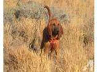 Bloodhound Puppy for sale in GARDNERVILLE, NV, USA