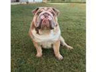 Bulldog Puppy for sale in Bromide, OK, USA
