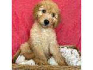 Goldendoodle Puppy for sale in Tolono, IL, USA