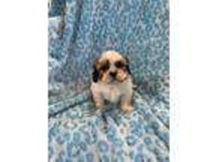 Mutt Puppy for sale in Sioux Center, IA, USA