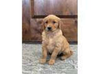 Golden Retriever Puppy for sale in Waco, TX, USA