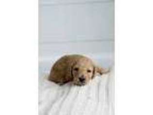 Goldendoodle Puppy for sale in Peachtree City, GA, USA