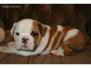 Bulldog Puppy for sale in Johnstown, OH, USA