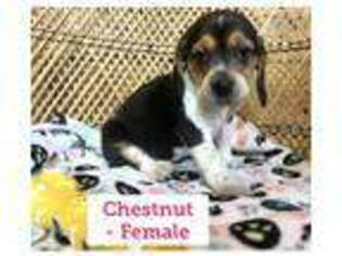 Beagle Puppy for sale in Millbury, MA, USA