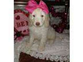 Goldendoodle Puppy for sale in Centerville, IA, USA