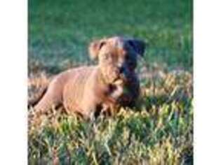 Mutt Puppy for sale in Madisonville, TX, USA