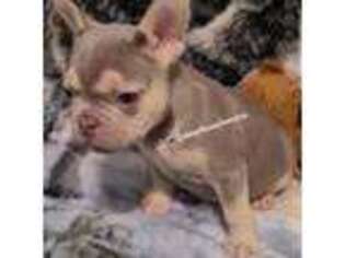 French Bulldog Puppy for sale in Berkeley, CA, USA