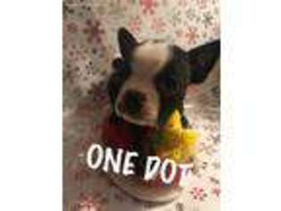 Boston Terrier Puppy for sale in Erie, CO, USA