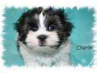 Mal-Shi Puppy for sale in VACAVILLE, CA, USA