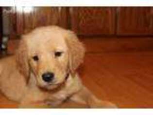 Golden Retriever Puppy for sale in Spencer, TN, USA