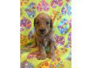 Goldendoodle Puppy for sale in Clementon, NJ, USA