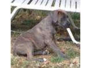 Cane Corso Puppy for sale in BLODGETT, OR, USA