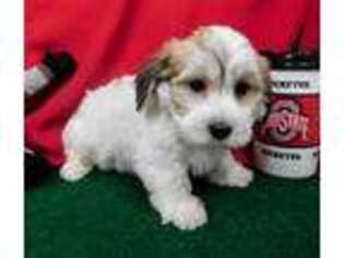 Coton de Tulear Puppy for sale in Kenton, OH, USA
