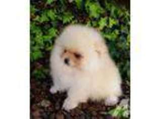 Pomeranian Puppy for sale in DALY CITY, CA, USA