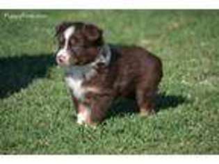 Miniature Australian Shepherd Puppy for sale in Tuttle, OK, USA