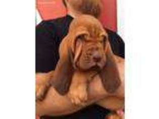 Bloodhound Puppy for sale in Tucson, AZ, USA