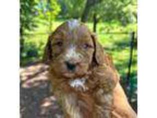 Goldendoodle Puppy for sale in Lawrence, KS, USA