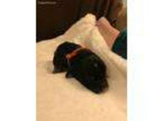 Mutt Puppy for sale in Alden, NY, USA