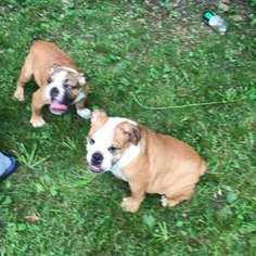 Bulldog Puppy for sale in Bloomfield, NJ, USA