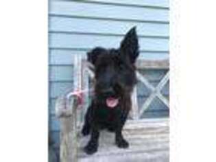 Scottish Terrier Puppy for sale in Knoxville, TN, USA