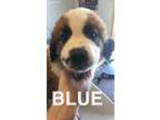 Saint Bernard Puppy for sale in Burden, KS, USA