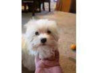 Maltese Puppy for sale in Montgomery, AL, USA