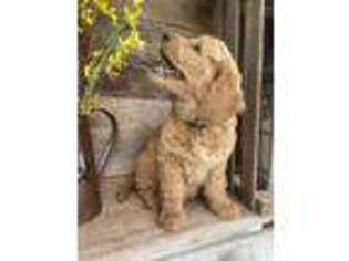 Goldendoodle Puppy for sale in East Earl, PA, USA