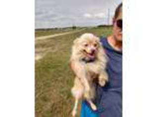 Pomeranian Puppy for sale in Blossom, TX, USA