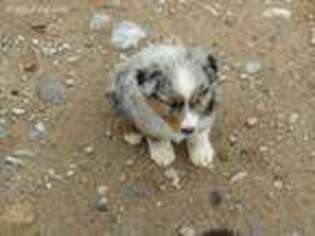 Australian Shepherd Puppy for sale in Pahrump, NV, USA