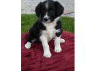 Border Collie Puppy for sale in Spencerville, IN, USA