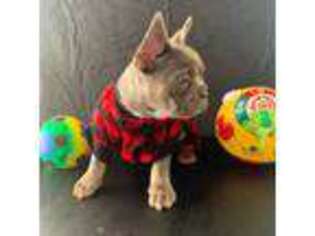 French Bulldog Puppy for sale in Plymouth Meeting, PA, USA
