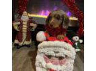 Dachshund Puppy for sale in Austell, GA, USA