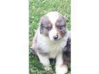 Australian Shepherd Puppy for sale in Greenville, OH, USA