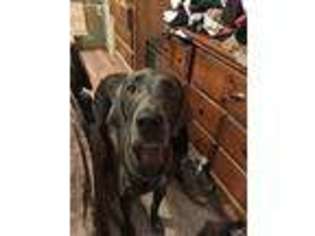 Weimaraner Puppy for sale in Valley View, PA, USA