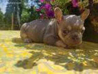 French Bulldog Puppy for sale in Hallowell, ME, USA