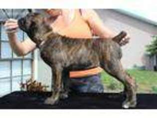 Cane Corso Puppy for sale in Port Saint Lucie, FL, USA