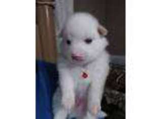 American Eskimo Dog Puppy for sale in Clinton, TN, USA