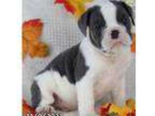 Bulldog Puppy for sale in Bristol, VA, USA