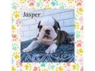 Bulldog Puppy for sale in Corbin, KY, USA