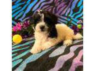Mutt Puppy for sale in High Springs, FL, USA