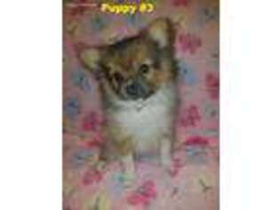 Pomeranian Puppy for sale in Potosi, MO, USA