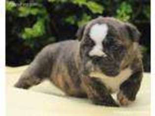 Bulldog Puppy for sale in Liberty, KY, USA