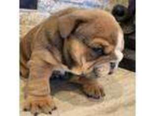 Bulldog Puppy for sale in Snowflake, AZ, USA