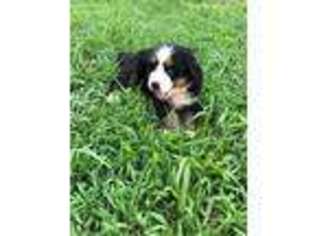 Bernese Mountain Dog Puppy for sale in Tremont, MS, USA