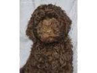 Labradoodle Puppy for sale in Fort Dodge, IA, USA