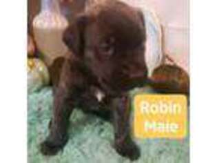Mastiff Puppy for sale in Canton, TX, USA