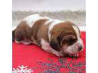 Basset Hound Puppy for sale in New Haven, IN, USA