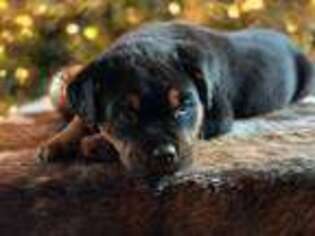 Rottweiler Puppy for sale in Hardwick, MA, USA