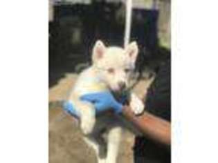 Siberian Husky Puppy for sale in Aiken, SC, USA