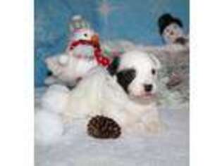 Havanese Puppy for sale in Richardson, TX, USA